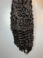 Absolutely Love the Burmese Curly! Will Defin