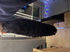 So this is my first time buying a human hair
