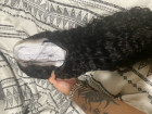 Love This Wig. True To Length, Perfect Lace,